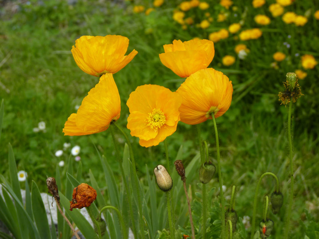 Papaver alpinum en fleurs sur des éboulis calcaires des Alpes